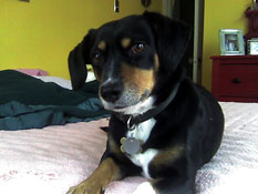 Ollie the Wonder Dog